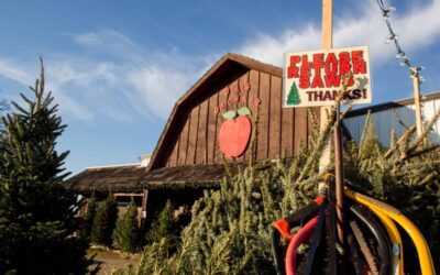 12 best cut-your-own Christmas tree farms in Iowa
