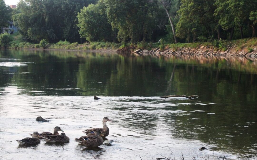Iowa environmental researchers push back on clean water claims
