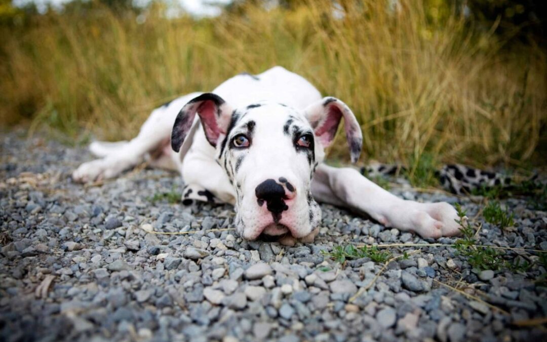 Bing, Gucci, and more: Get to know Iowa’s viral animal stars