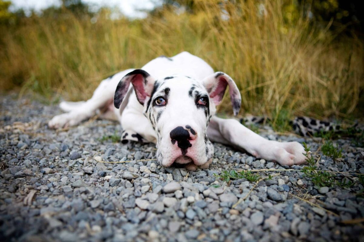 Bing, Gucci, and more: Get to know Iowa’s viral animal stars