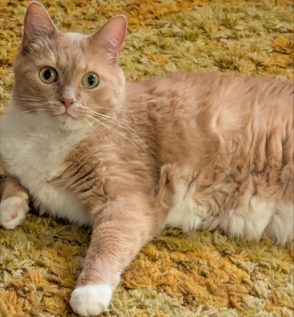 What is kava, and where can you try it in Iowa?