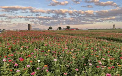 8 Iowa flower festivals worth driving across the state for