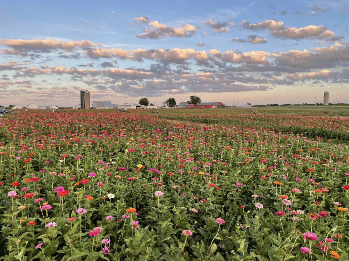8 Iowa flower festivals worth driving across the state for