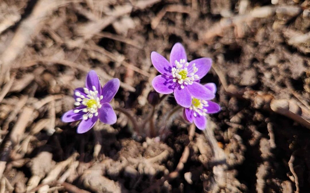 Wildflowers in Iowa: Experts share what to know & where to go