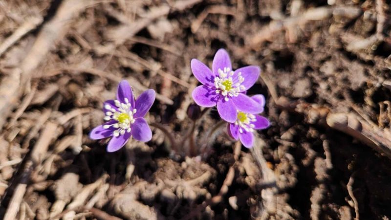 Iowa’s wildflower season will soon begin, with the first pops of color likely to appear in March as the winter snow finally melts away.