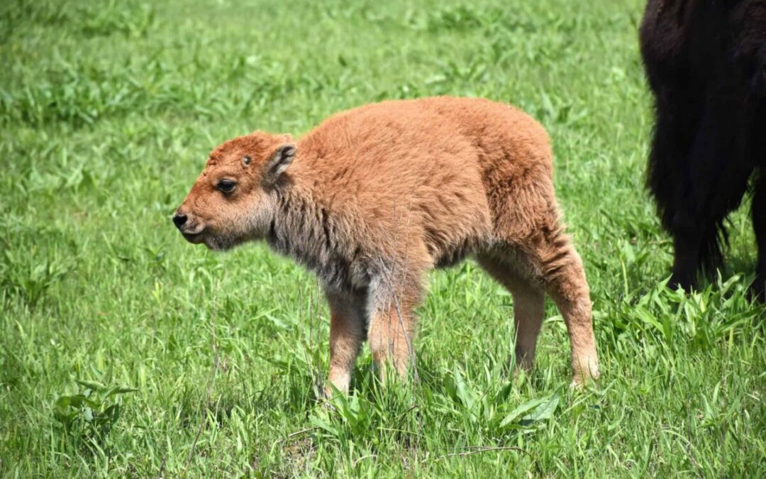 Animal sanctuaries in Iowa: 6 spots for a close-up look at some of Iowa’s coolest critters