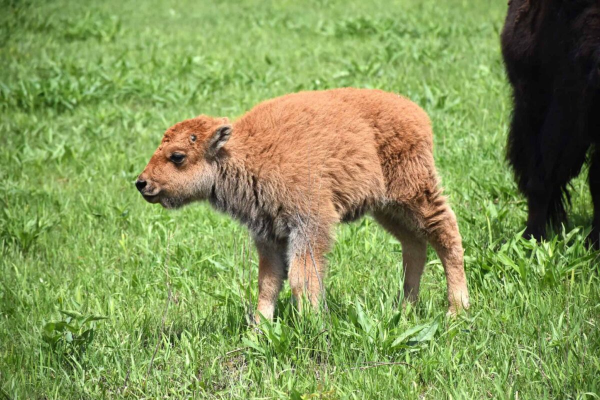 From rescued farm animals to prairie-roaming bison, explore the best animal sanctuaries in Iowa.