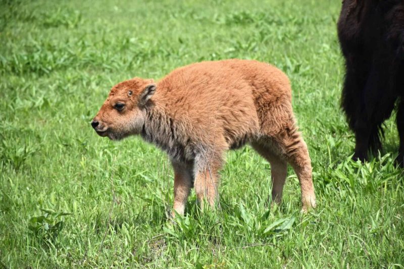 From rescued farm animals to prairie-roaming bison, explore the best animal sanctuaries in Iowa.