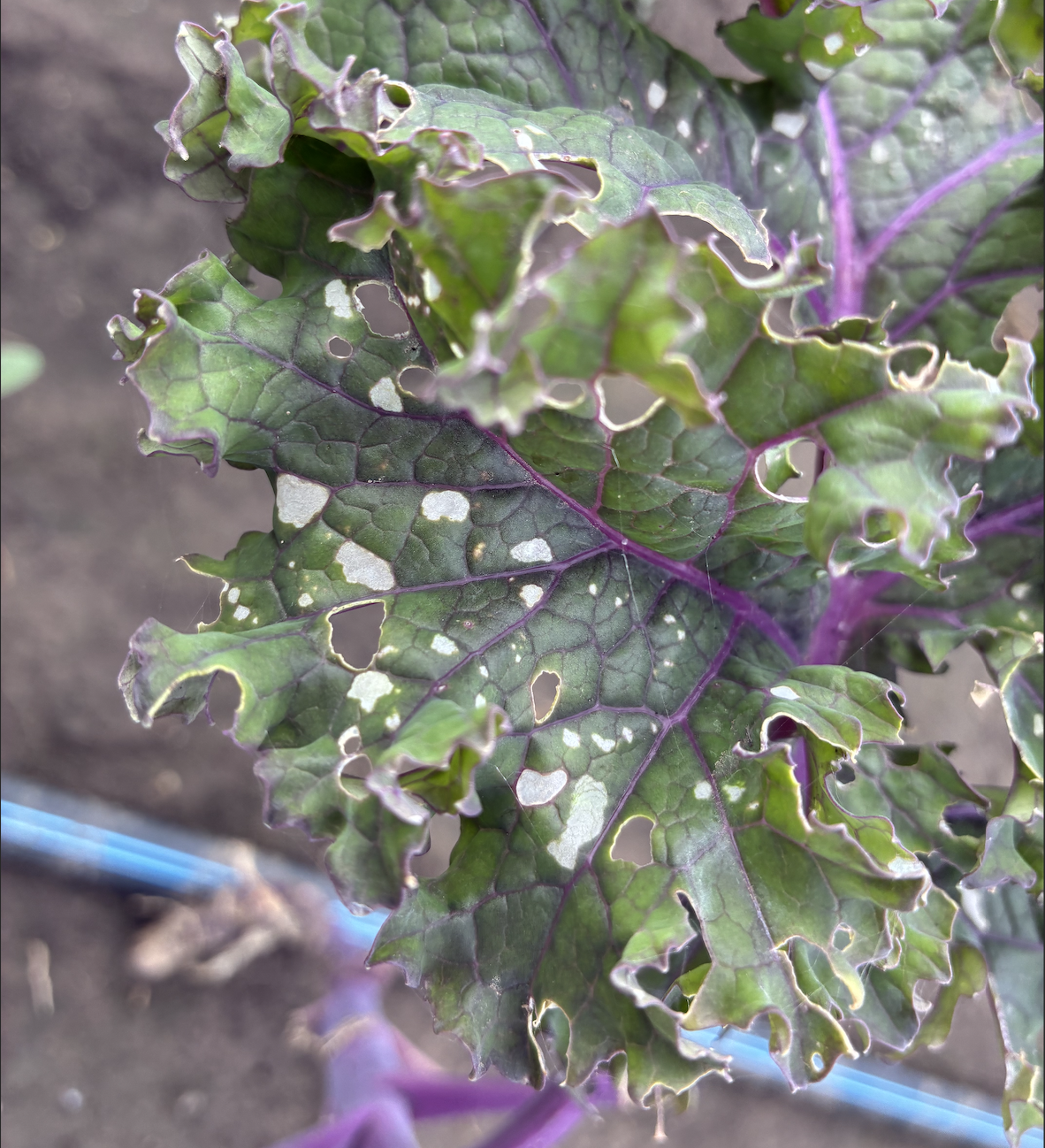 A photo of one of Shad Swanson's kale plants after he says it was affected by pesticide drift in Essex, Iowa, in June of 2026. (Courtesy Shad Swanson)