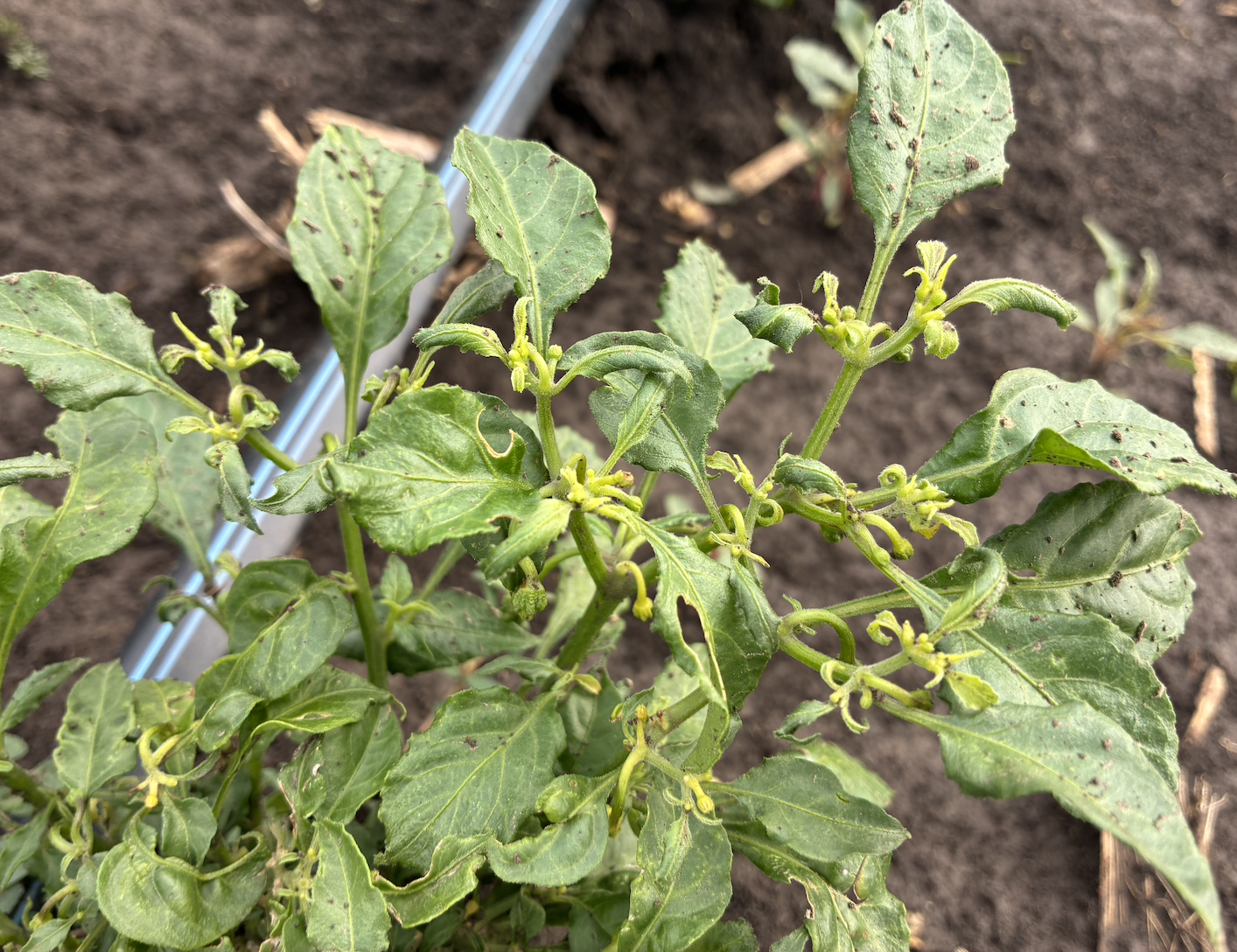 A photo of one of Shad Swanson's pepper plants after he says it was affected by pesticide drift in Essex, Iowa, in June of 2026. (Courtesy Shad Swanson)