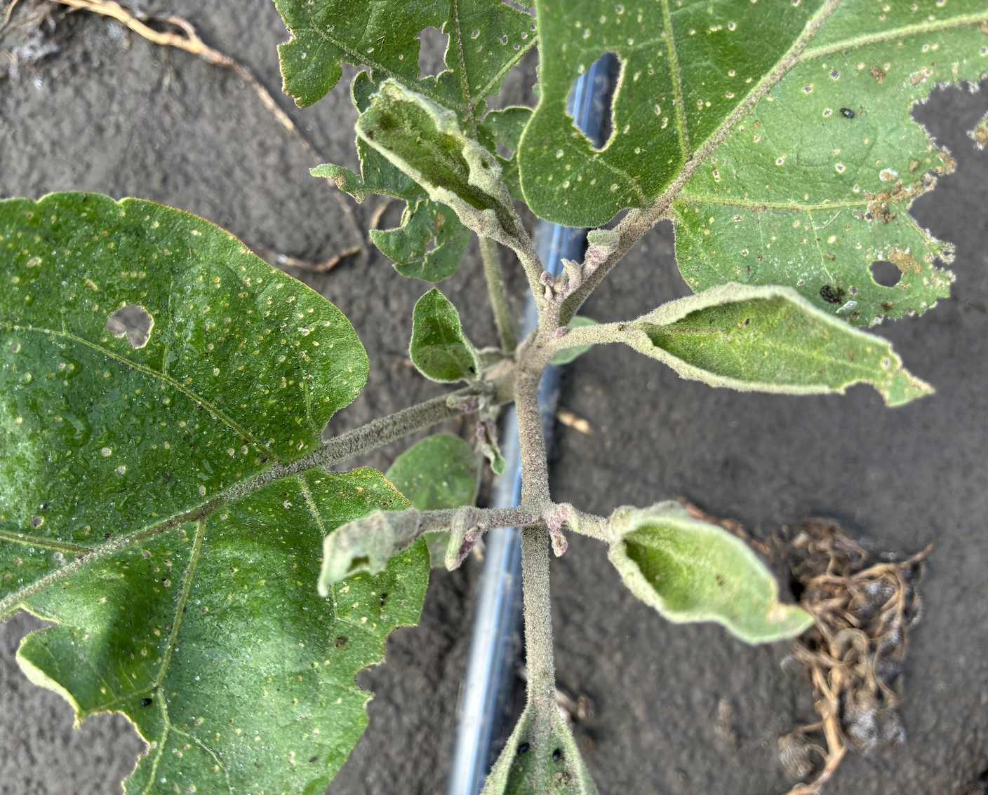 A photo of one of Shad Swanson's eggplant plants after he says it was affected by pesticide drift in Essex, Iowa, in June of 2026. (Courtesy Shad Swanson)