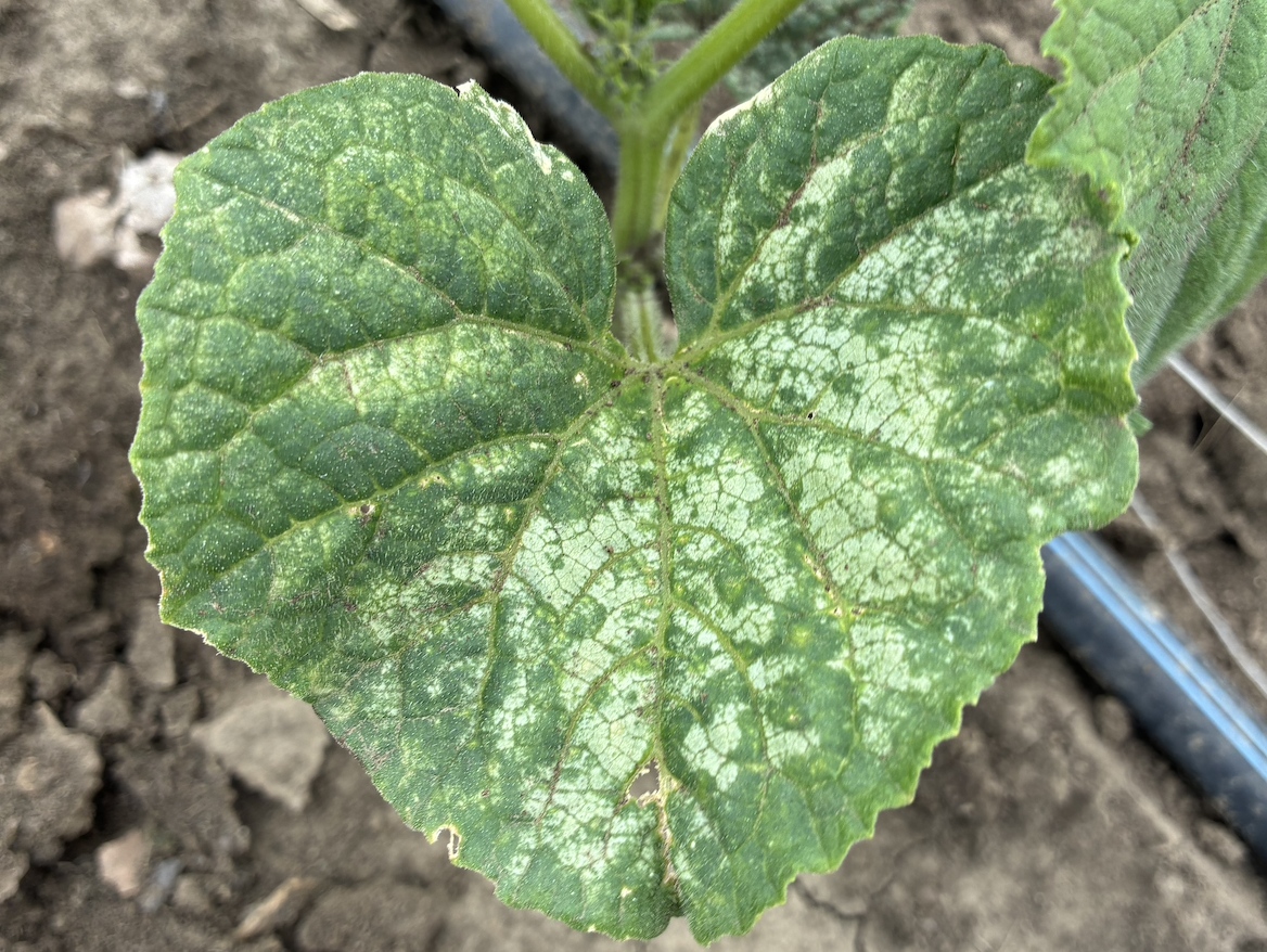 A photo of one of Shad Swanson's cucumber plants after he says it was affected by pesticide drift in Essex, Iowa, in June of 2026. (Courtesy Shad Swanson)