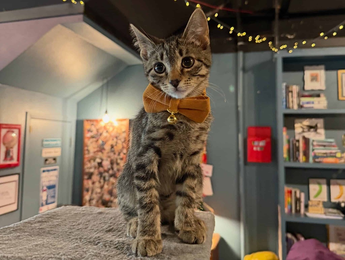 cat cafés in Iowa
