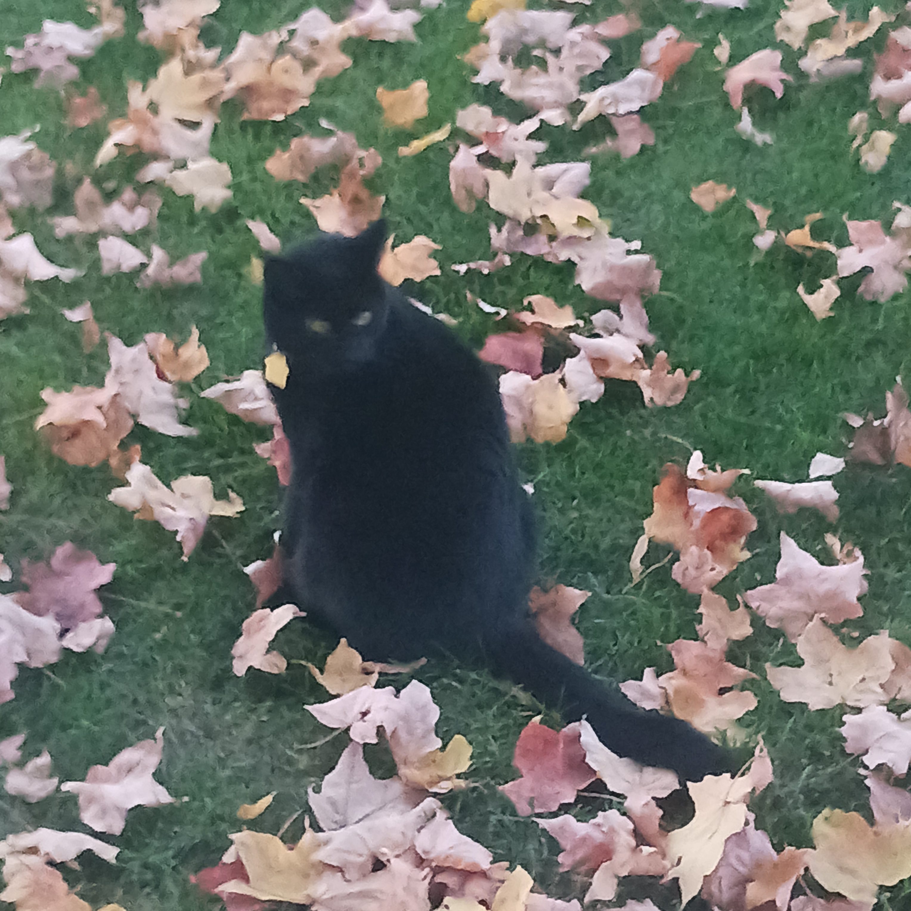 Braveheart: A black cat named Braveheart sits on green grass surrounded by scattered autumn leaves in shades of brown, orange, and yellow. The cat looks back toward the camera with its long black tail stretched out behind it. (Submitted by DM Wessels.)