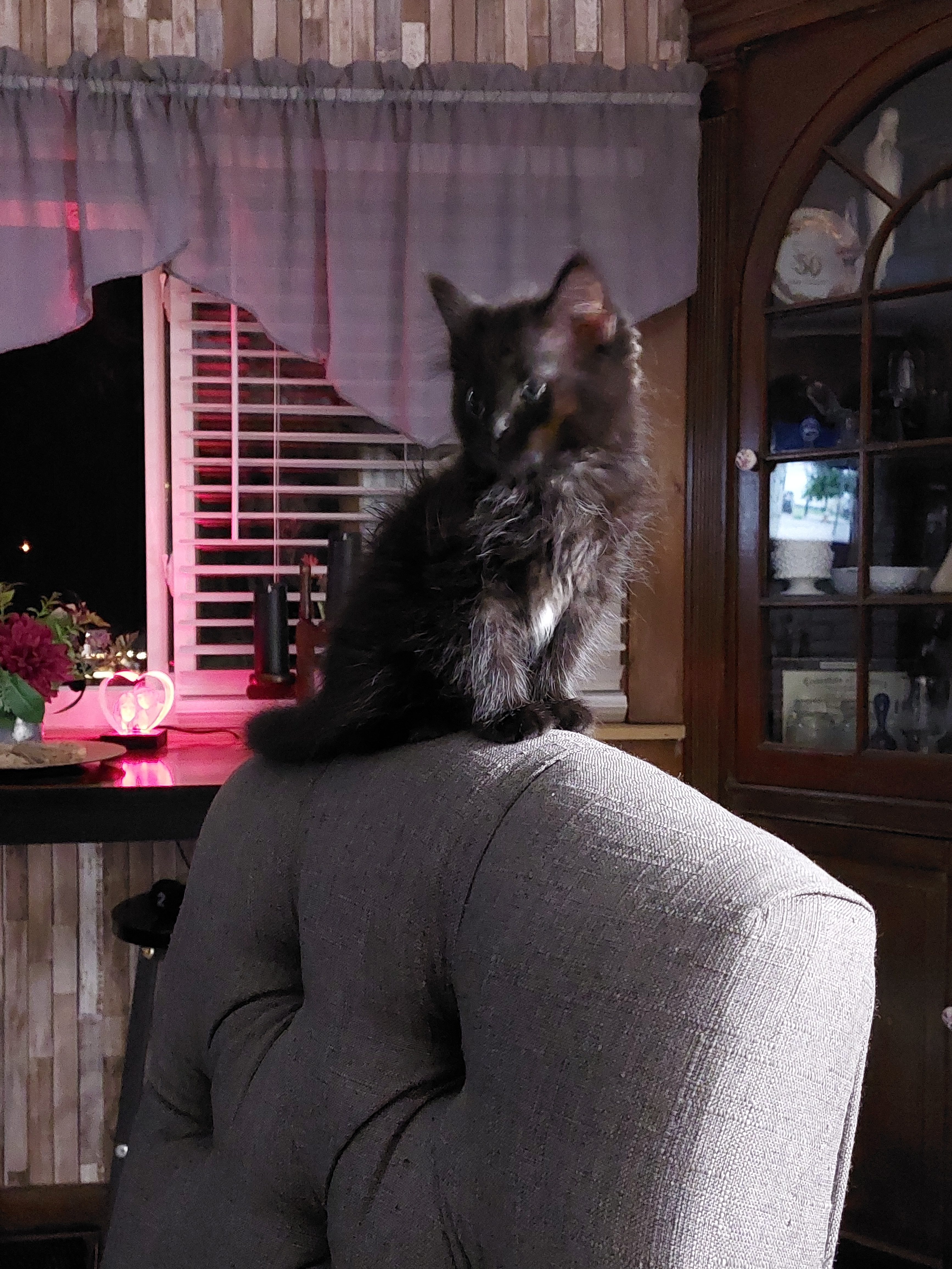 Valerie's cat: A fluffy, long-haired black cat with a small patch of white fur on its chest perches on the back of a gray upholstered chair. The cat sits in front of a curtained window in a cozy living room illuminated by pink lighting. (Submitted by Valerie T.)