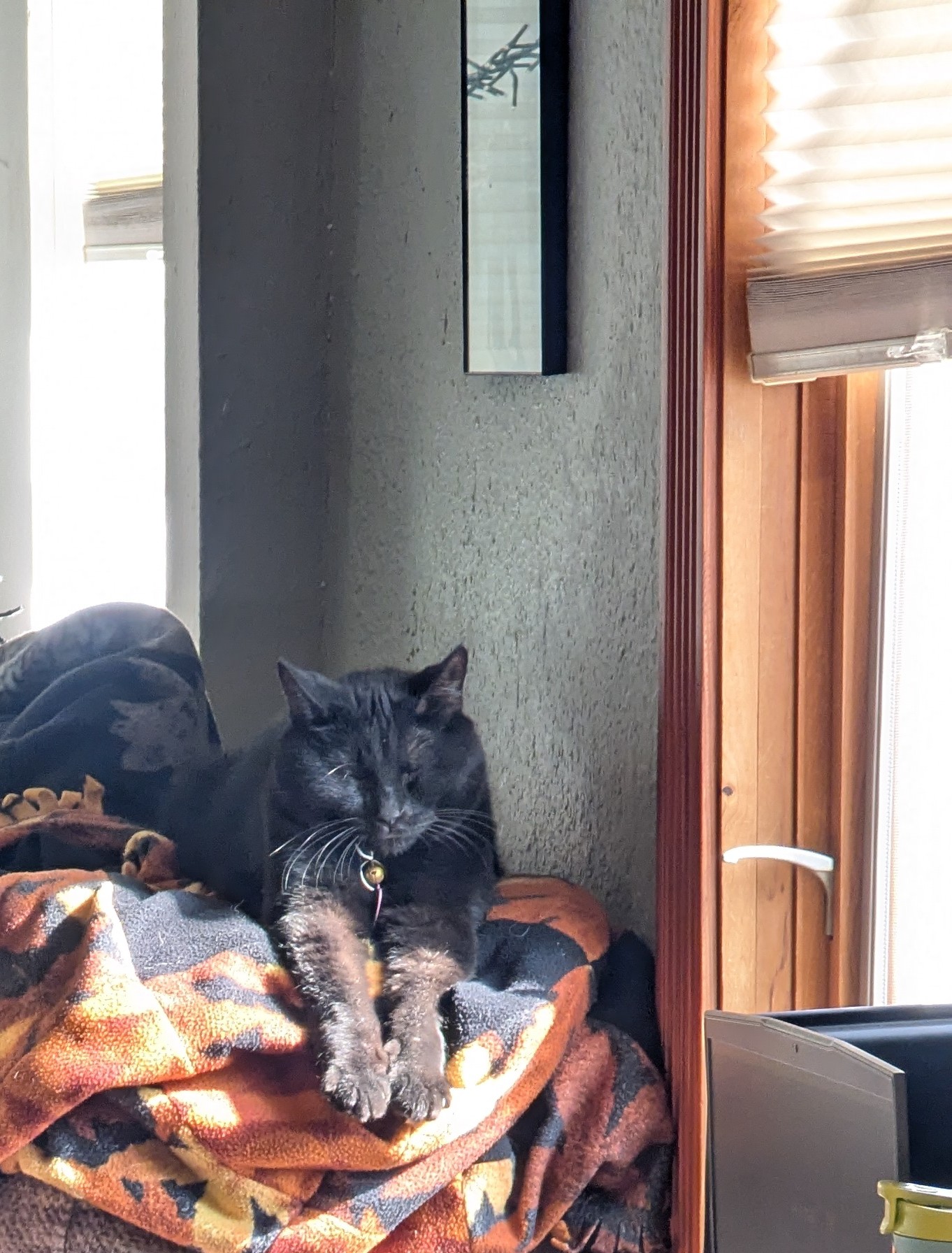Luna: A senior black cat named Luna rests with her front paws stretched out on a colorful blanket beside a sunlit window. Her eyes are gently closed, and she wears a collar with a small bell. (Submitted by Jasmin H.)