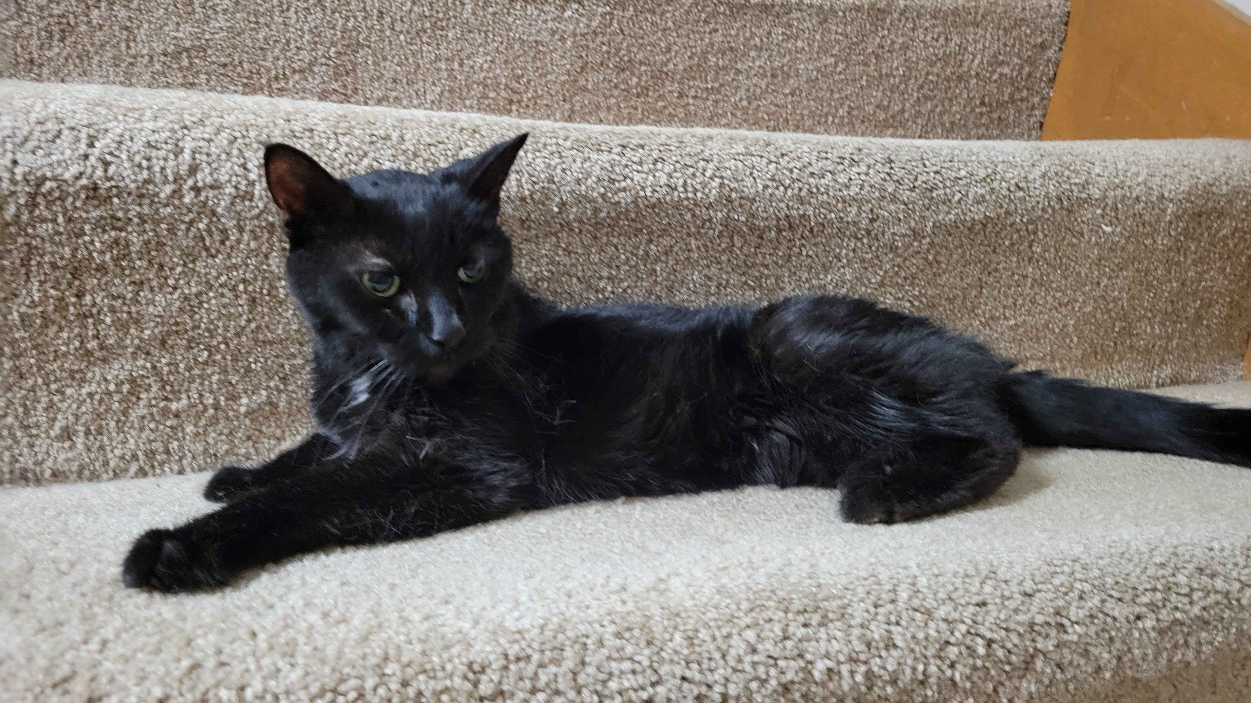 Pismo: A black cat named Pismo rests on carpeted stairs, with one green eye visible as she looks toward the camera. The photo was taken two days before her passing in September 2026. (Submitted by Nancy M.)