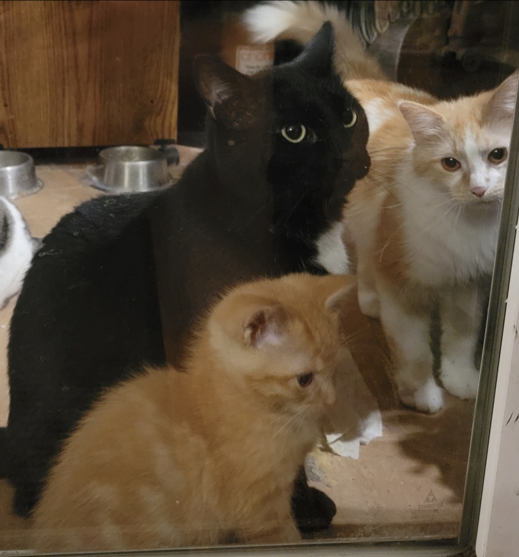 Oreo and Pennie: A black cat named Oreo sits alongside an orange-and-white cat named Pennie and their small orange kitten. The three cats gather closely together indoors, with Oreo's bright green eyes looking toward the camera. (Submitted by Todd A.)