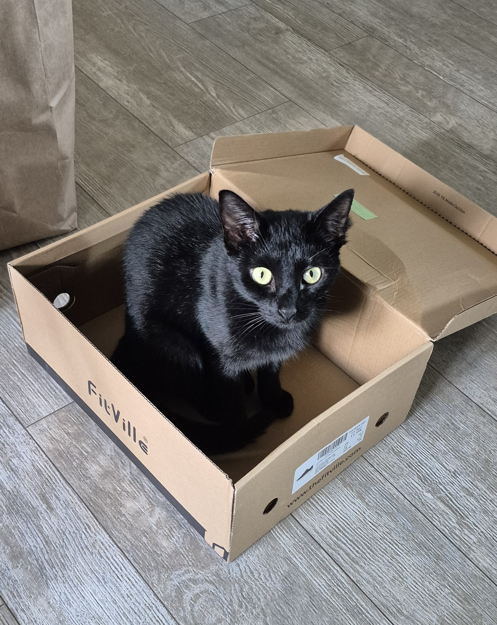 Sadie: A black cat named Sadie with bright green eyes sits inside an open cardboard shoebox on a gray wood floor. (Submitted by Dave S.)