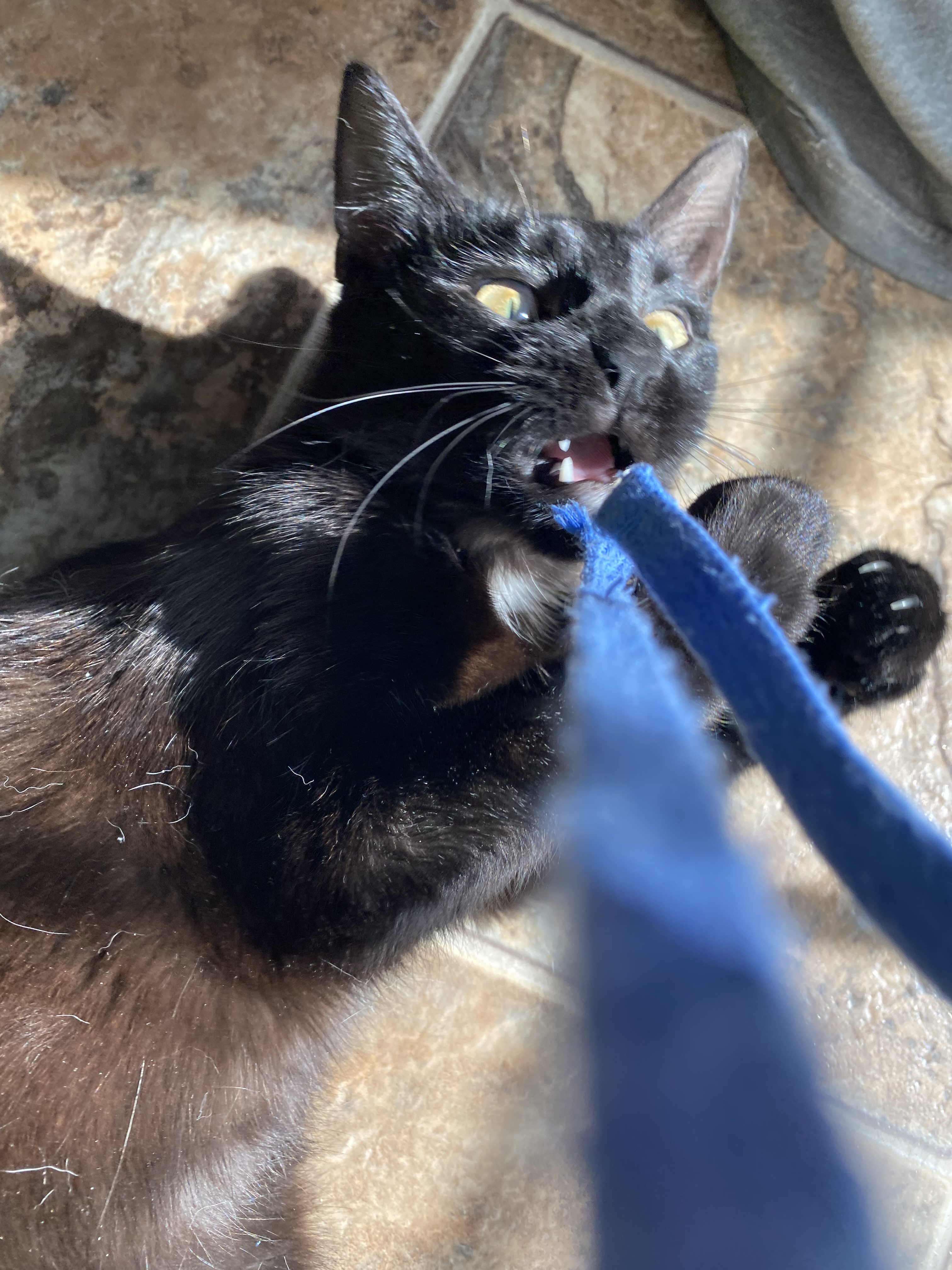 Suki: A playful black cat named Suki lies on a tiled floor with her mouth open, biting a blue fabric toy. Sunlight highlights her shiny black fur and bright green eyes. (Submitted by Erin R.)
