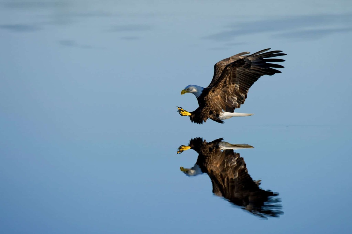 Eagle-watching in Dubuque