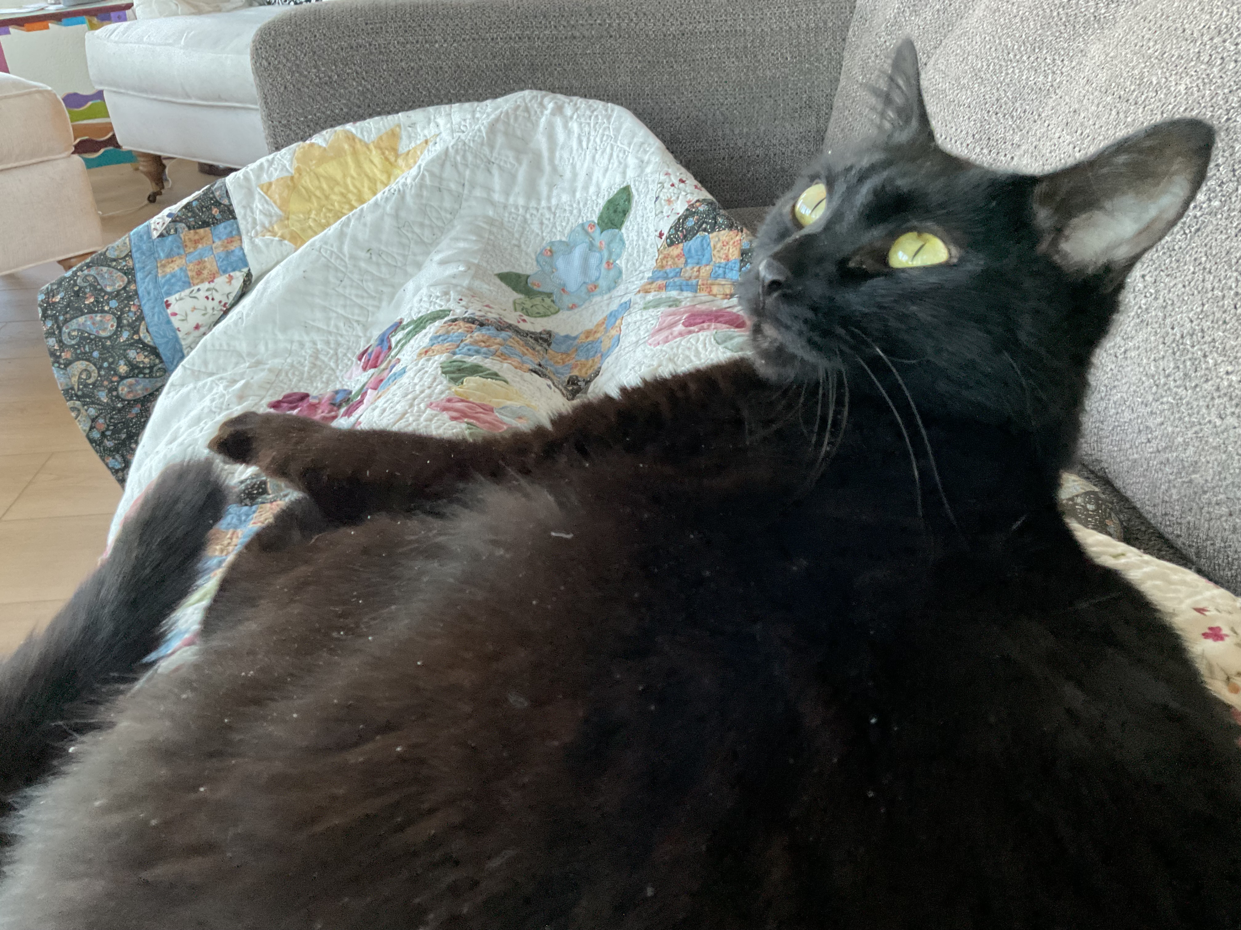 Nancy's cat: A close-up of a black cat with bright yellow-green eyes lounging on a couch beside a colorful floral quilt. The cat stretches out comfortably while gazing upward. (Submitted by Nancy H.)