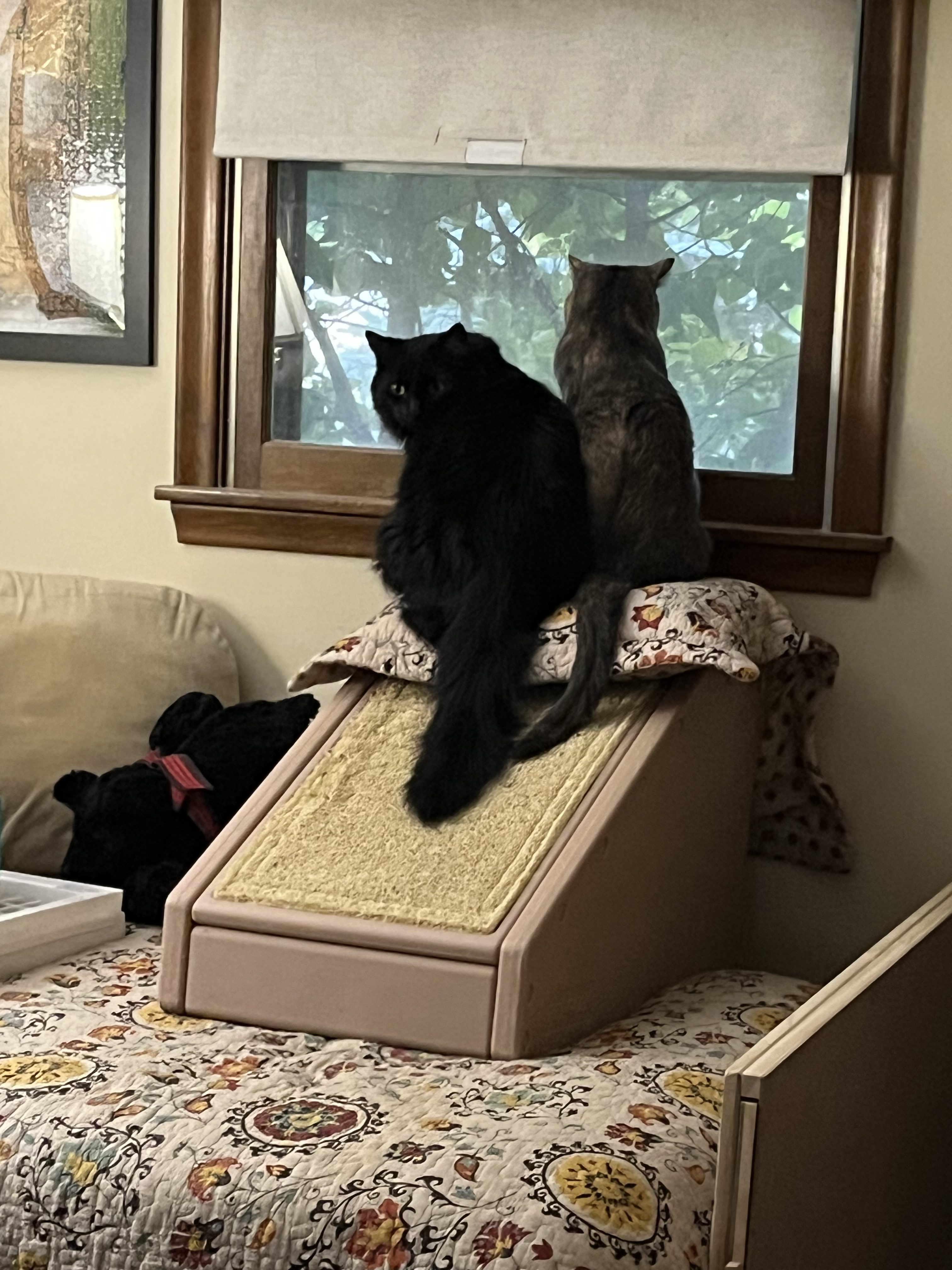 Poe: A fluffy black cat named Poe sits on a carpeted cat ramp beside a tabby cat named Shelley as they watch birds through a window surrounded by leafy trees. (Submitted by Ellen G.)
