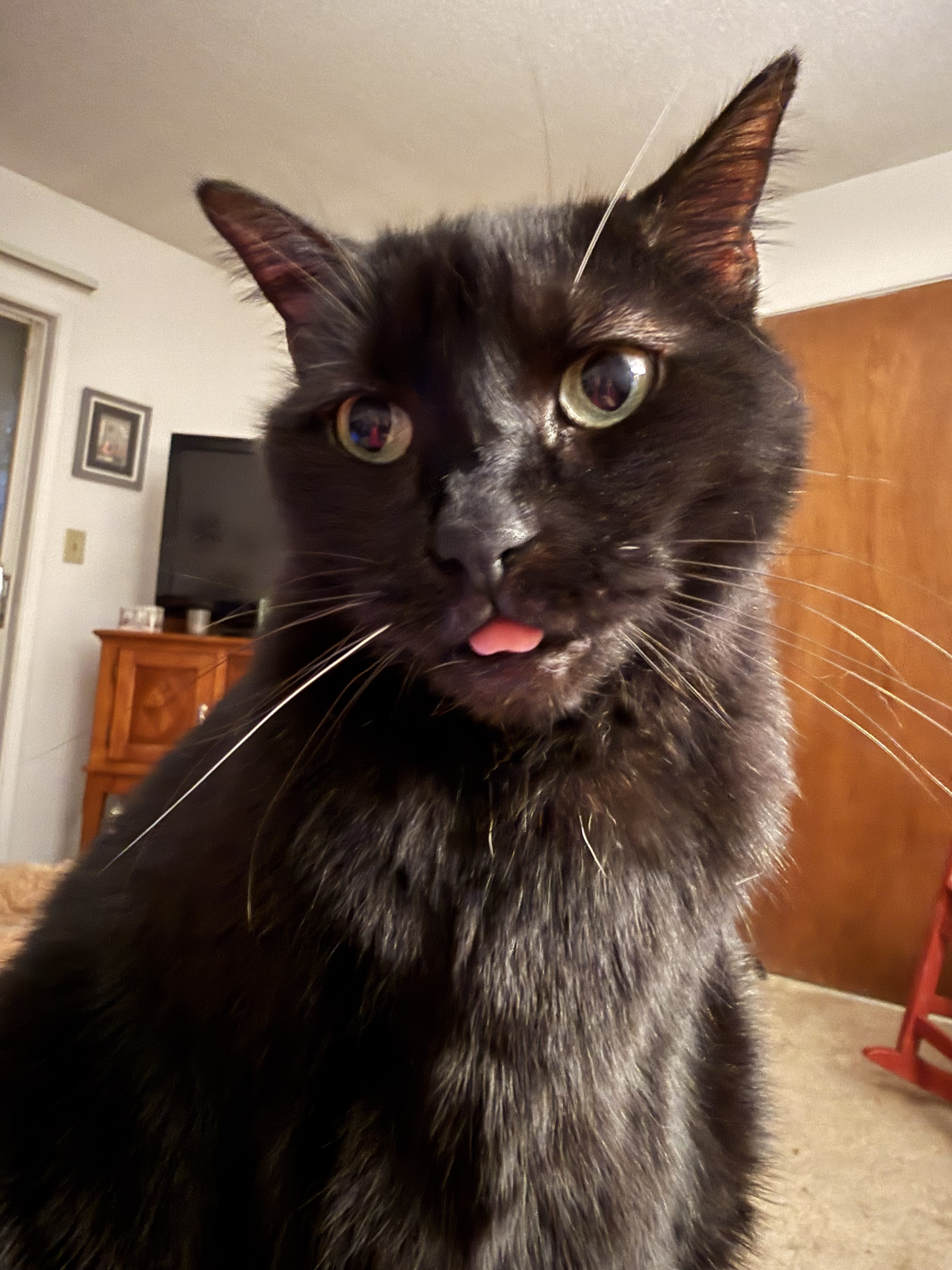 Quinnie: A close-up of Quinnie, a black cat with wide yellow-green eyes and a tiny pink tongue sticking out, sitting indoors. (Submitted by Susan S.)