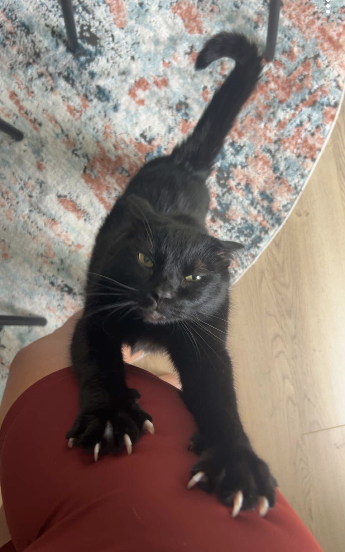 Azzell: A sleek black cat named Azzell with bright green eyes lounges on a cream-colored textured blanket atop a brown leather couch, looking directly at the camera. (Submitted by Janet M.)