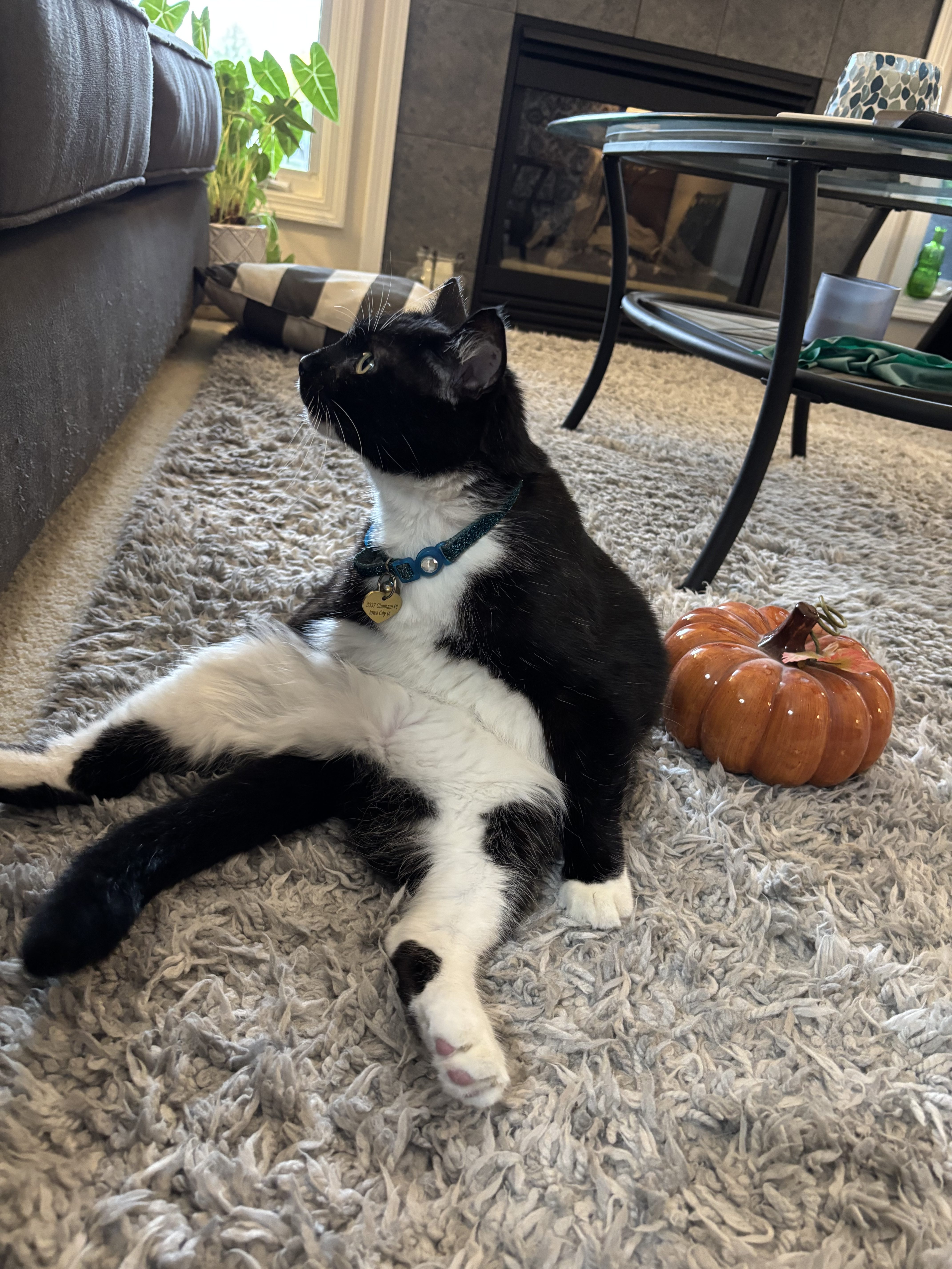 Simon: A black-and-white tuxedo cat named Simon lounges on a fluffy gray rug in an Iowa City home. Wearing a blue collar with a gold tag, Simon stretches out his white paws beside decorative pumpkins near a fireplace. (Submitted by Stephanie D.)