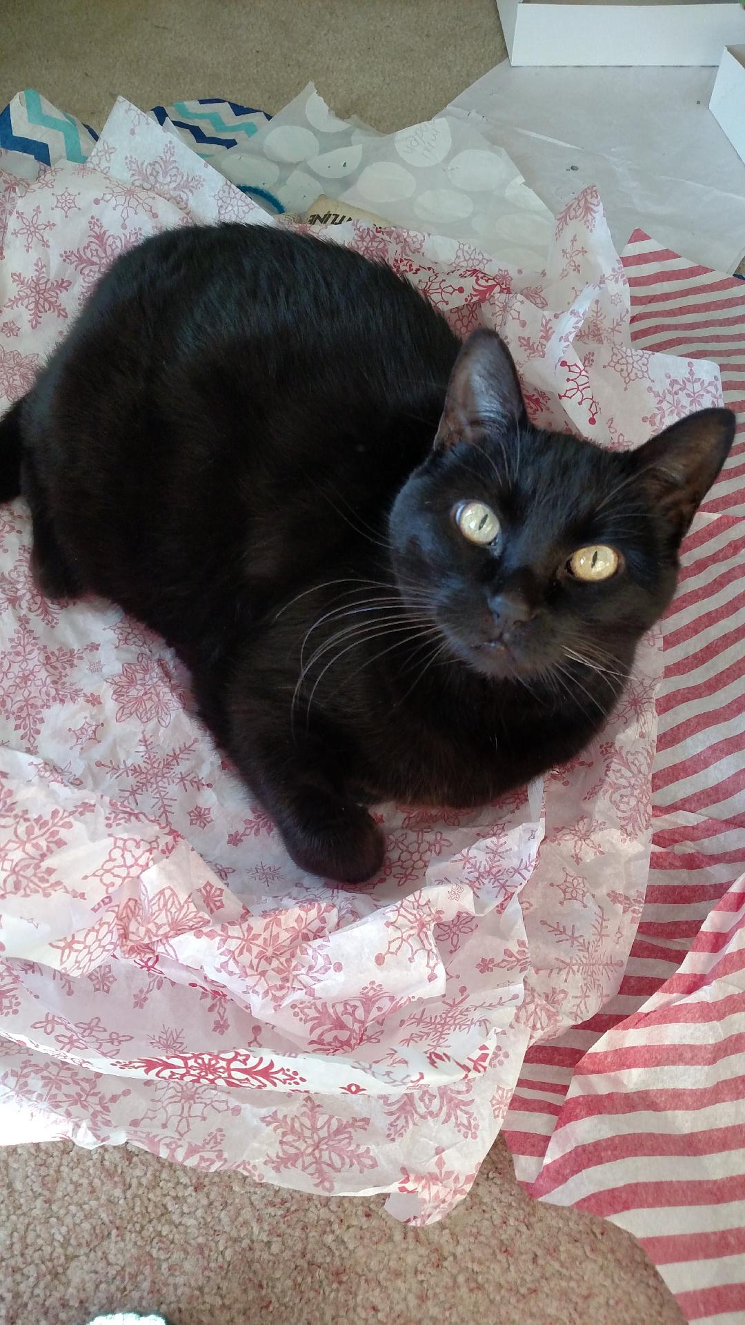 Mia: A black cat named Mia with bright golden eyes looks up at the camera while curled up on pink-and-white patterned wrapping paper. Mia lived to be 19 years old. (Submitted by Jill B.)