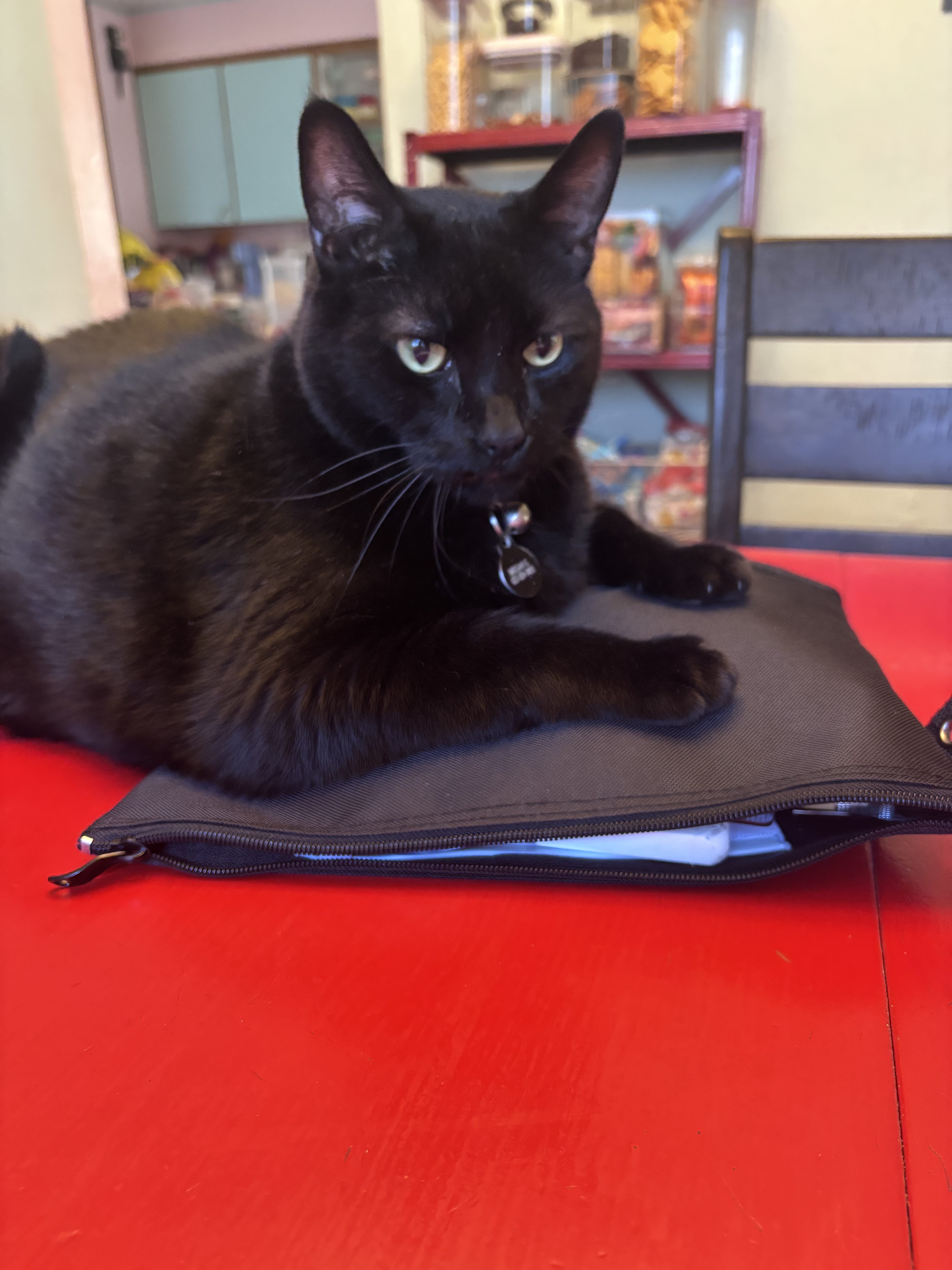 Batman: A large black cat named Batman, weighing 20 pounds and measuring approximately 3 feet long, lounges on a black cushion atop a bright red table. He looks toward the camera with pale green eyes and wears a collar with a tag. (Submitted by Megan G.)