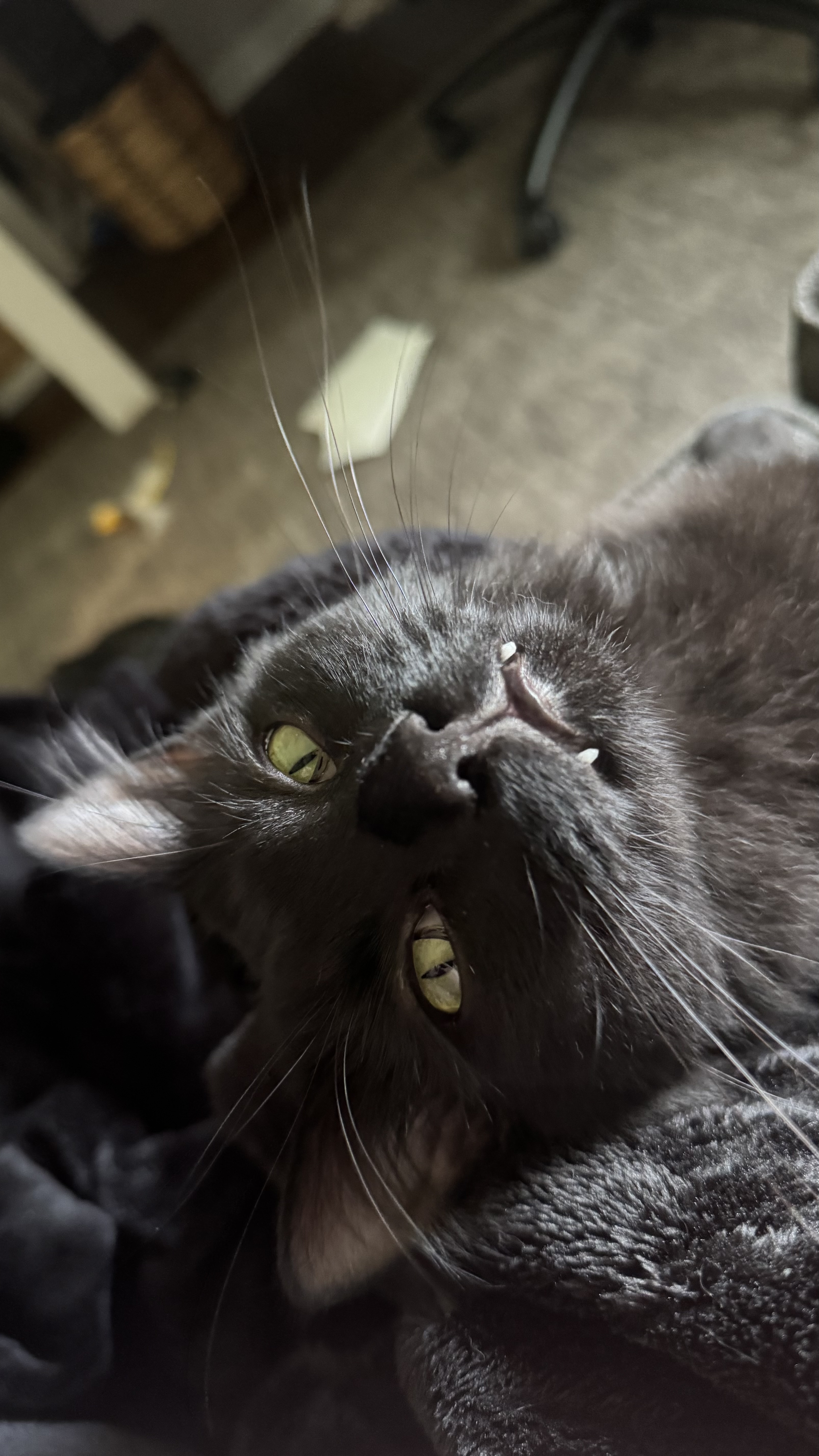 Monty: A playful black cat named Monty, short for Inigo Montoya, lies upside down with his head tilted back, showing off his green eyes, long whiskers, and tiny visible teeth. (Submitted by Lauren M., North Liberty.)