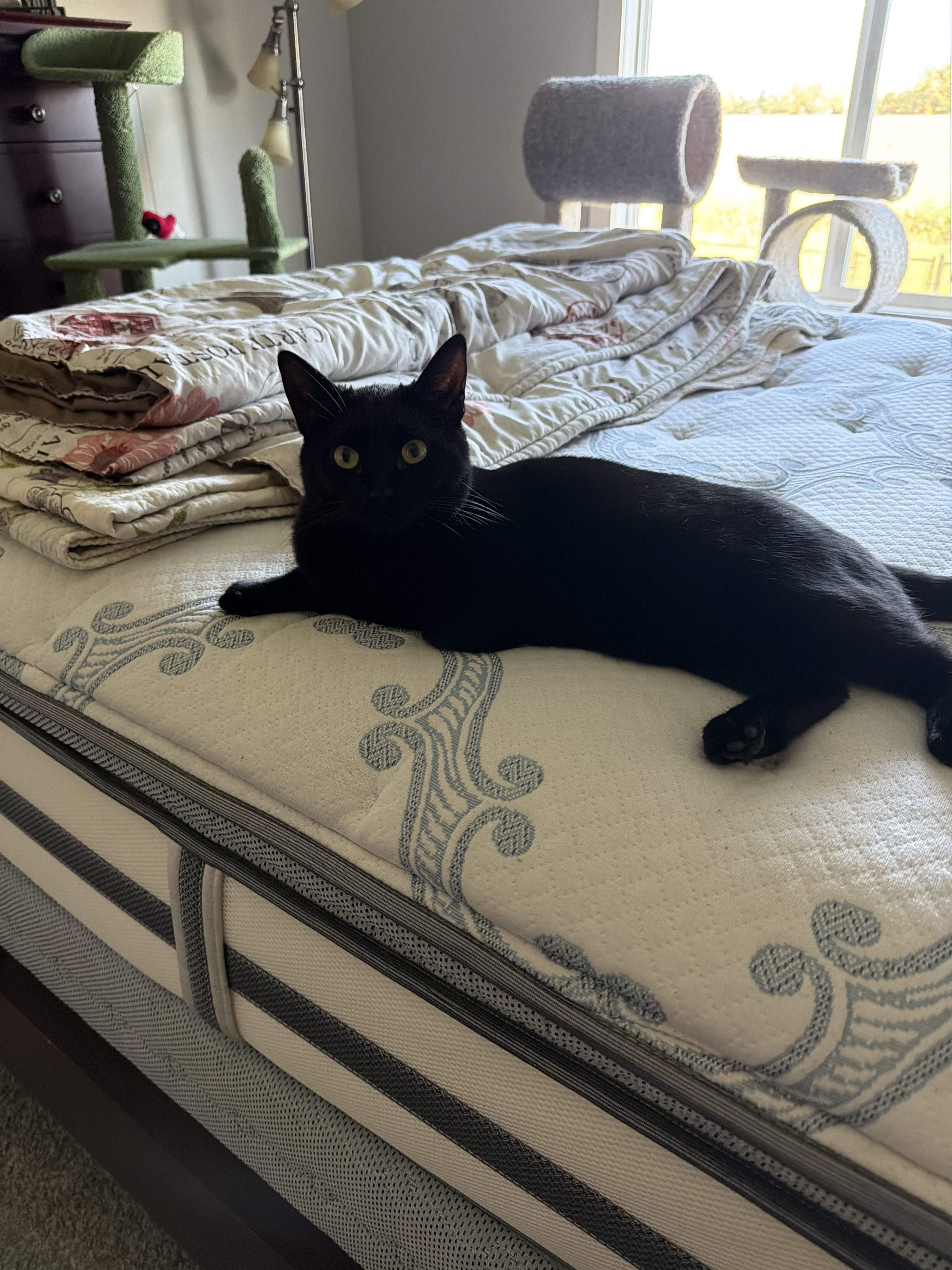 Rosy: A black cat named Rosy, also known as Baby, stretches out on a patterned bedspread, looking directly at the camera with bright yellow eyes. A cat tree and sunlit window are visible in the background. (Submitted by Melissa S.)